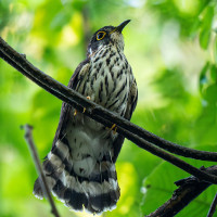Moustached Hawk-Cuckoo